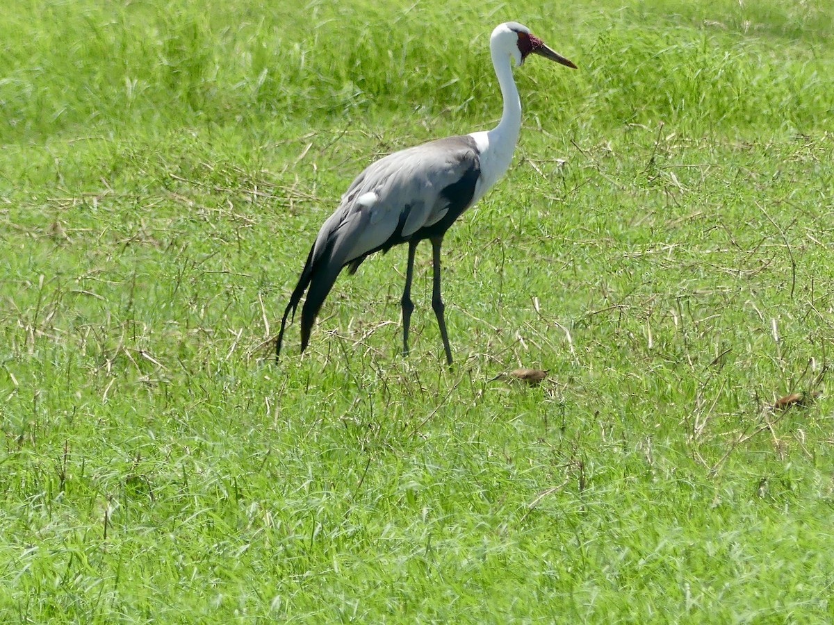Wattled Crane - ML646526784