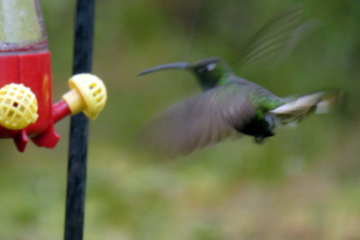 ビロードハチドリ - ML646526789