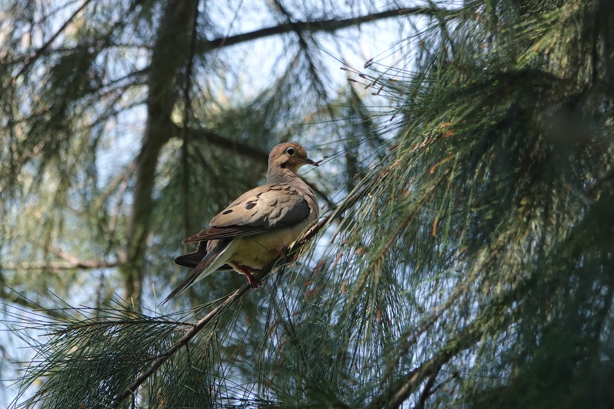 Zenaida arrunta - ML646526790