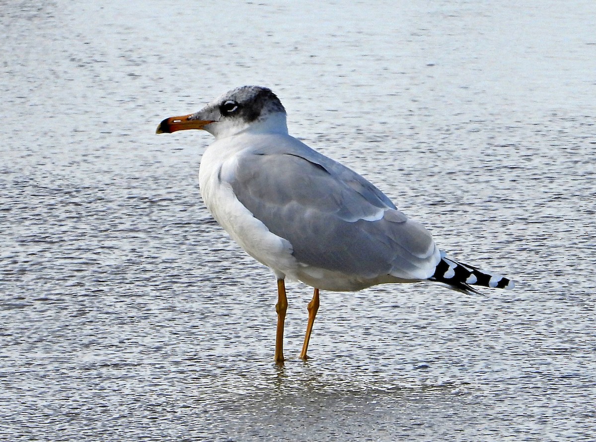 Итэлгэн цахлай - ML646526791