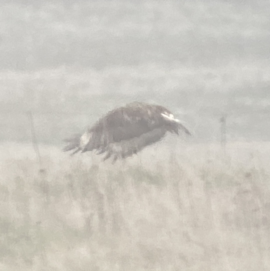 káně rousná - ML646526794