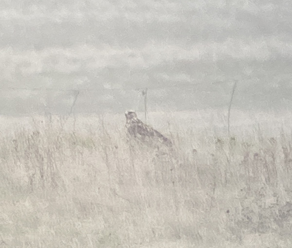 káně rousná - ML646526795