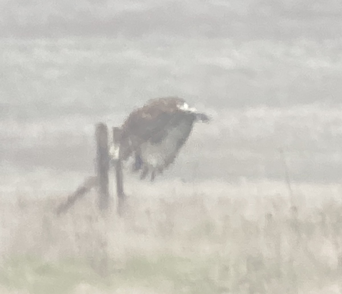 káně rousná - ML646526796