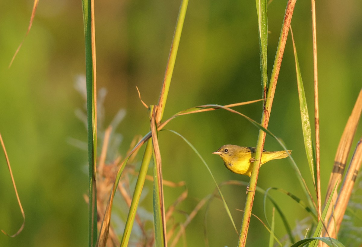 Цитринка чорновола - ML646526798