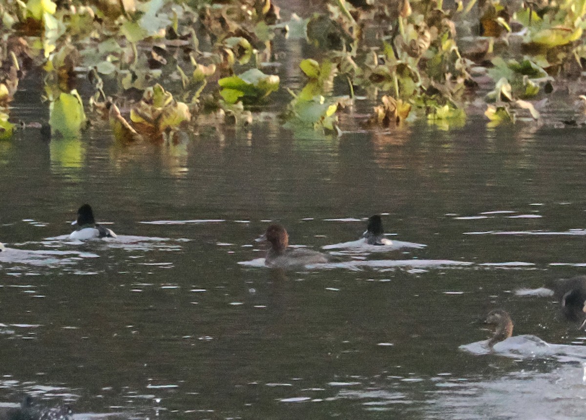 Redhead - ML646526799