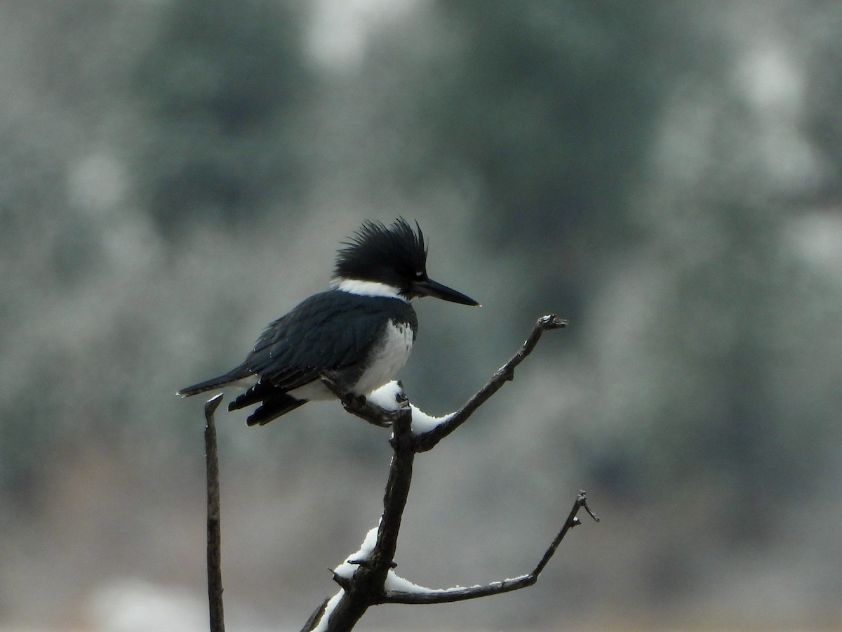 Martin-pêcheur d'Amérique - ML646526800
