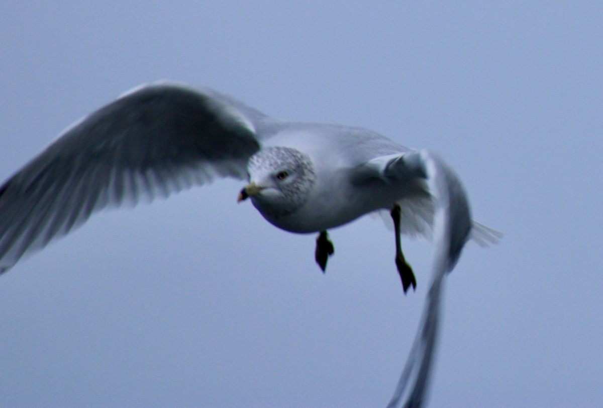Ring-billed Gull - ML646526810