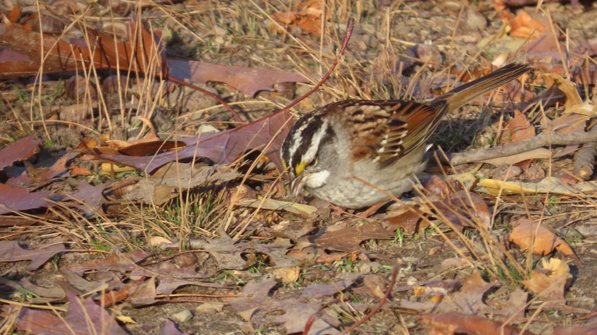 White-throated Sparrow - ML646526811