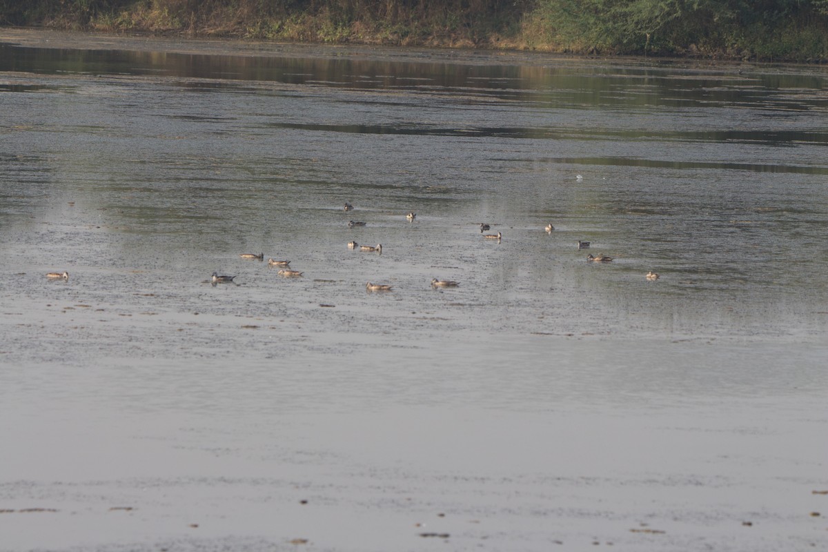 Coromandelgo antzaratxoa - ML646526815