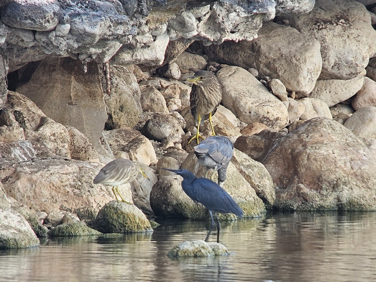 Black Heron - ML646526818