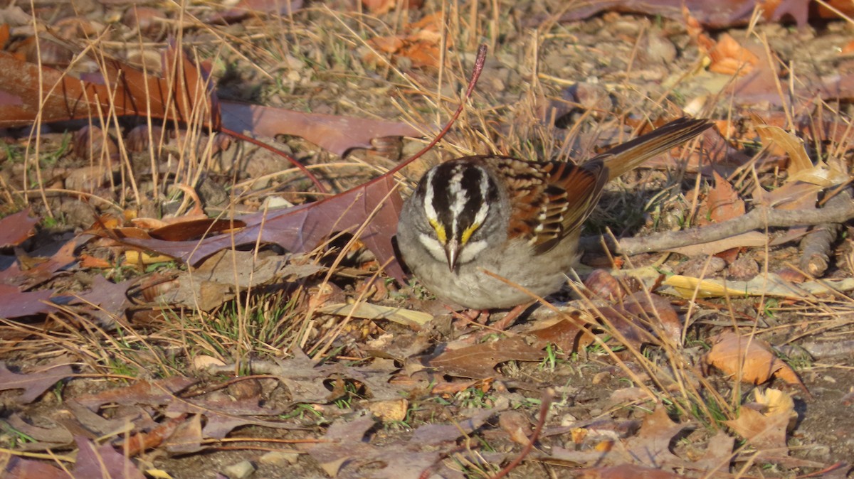 White-throated Sparrow - ML646526819