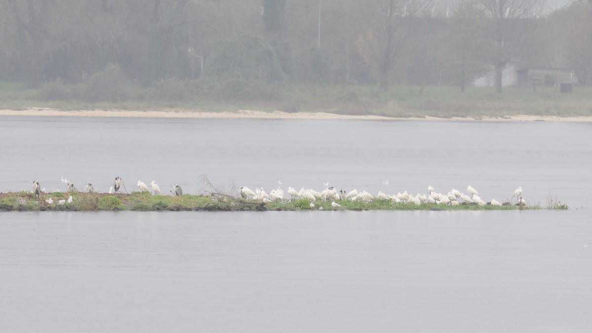 skjestork - ML646526820