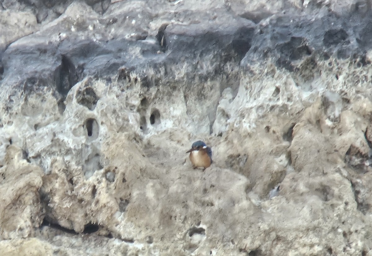 Malachite Kingfisher - ML646526826