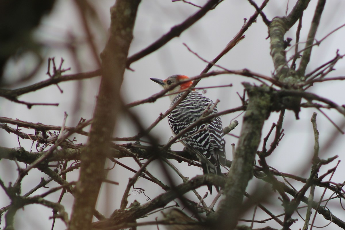 Red-bellied Woodpecker - ML646526831
