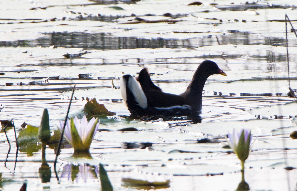 Uroilo arrunta - ML646526833