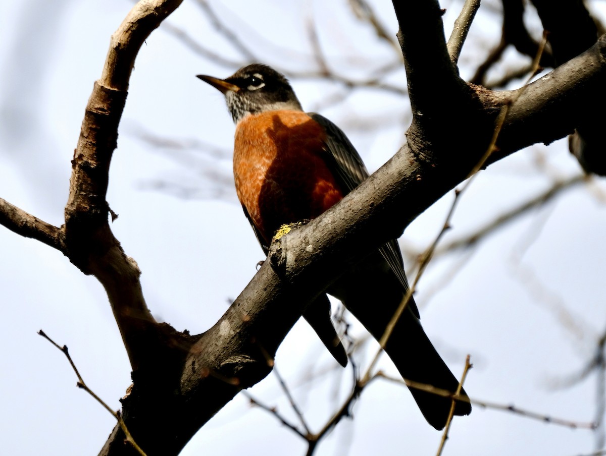 American Robin - ML646526834