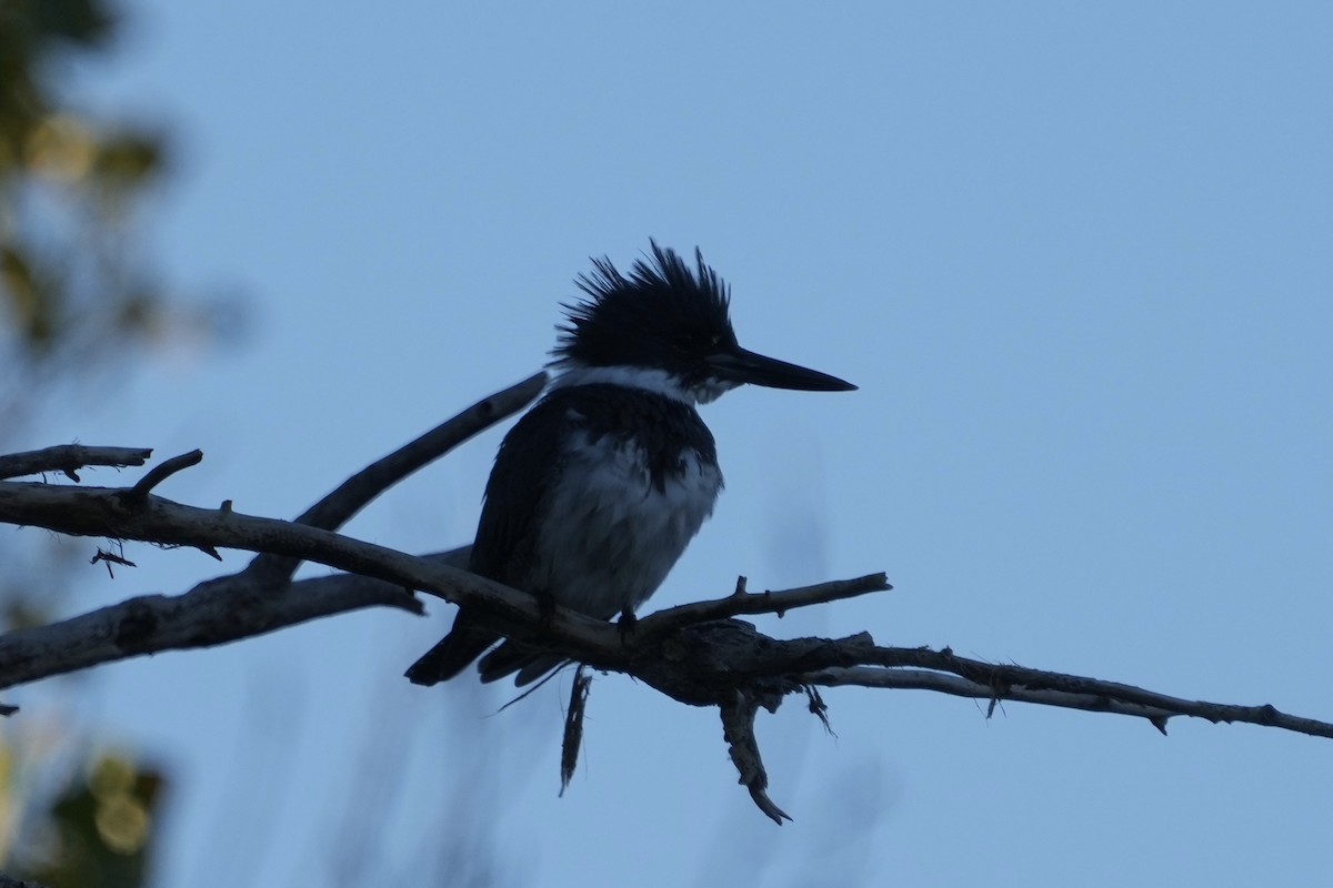 Belted Kingfisher - ML646526836