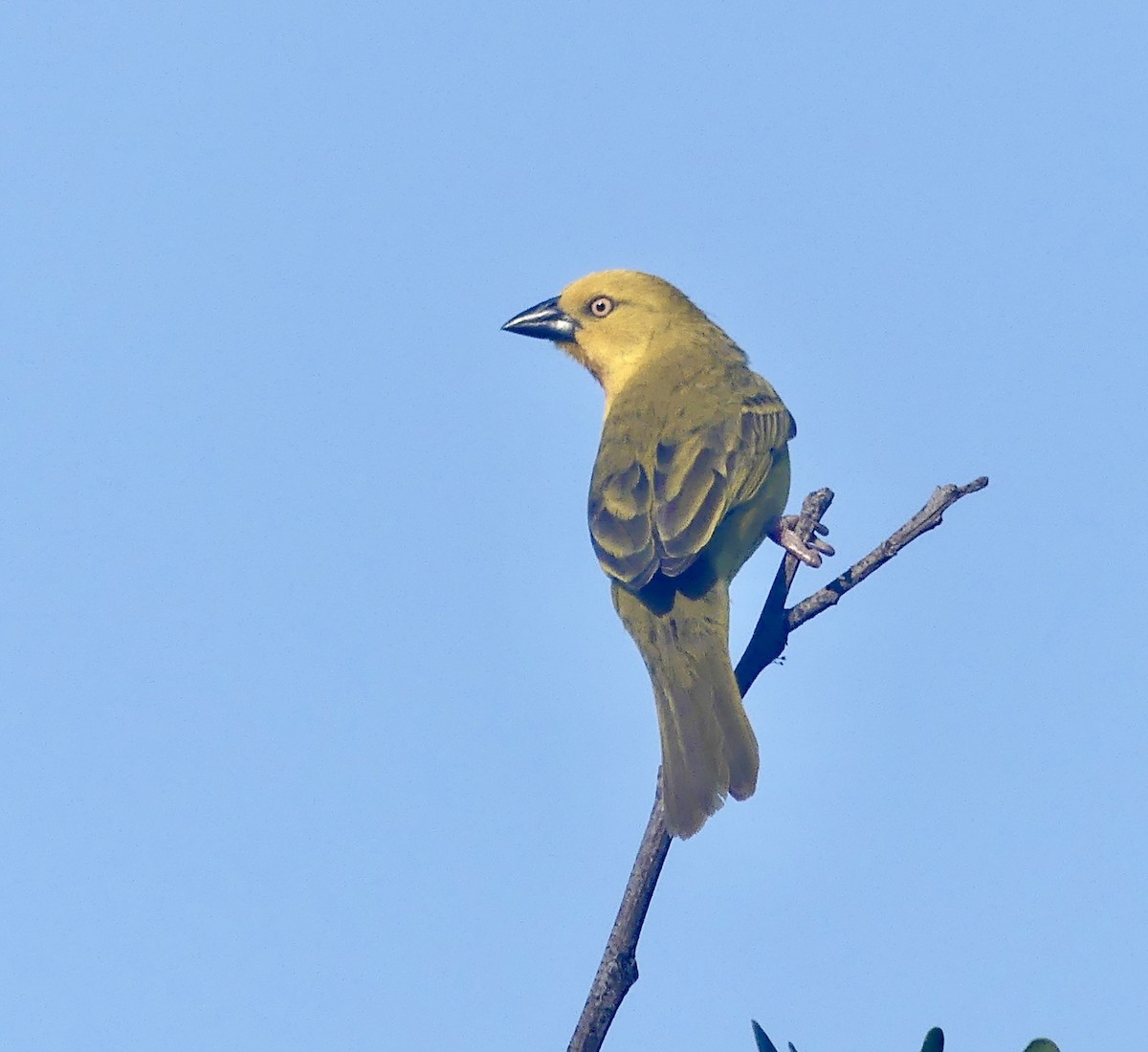 Holub's Golden-Weaver - ML646526837