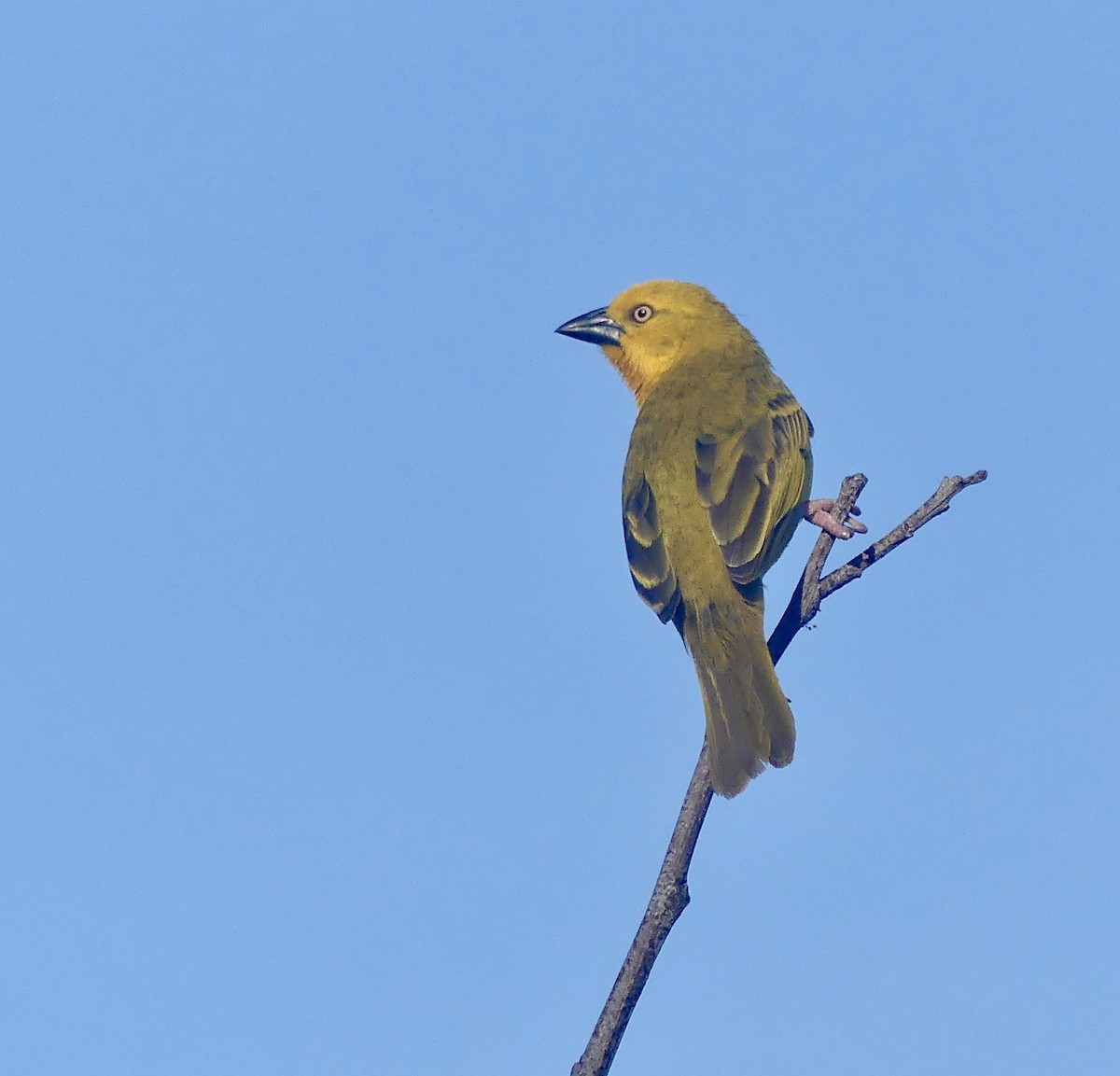 Holub's Golden-Weaver - ML646526838