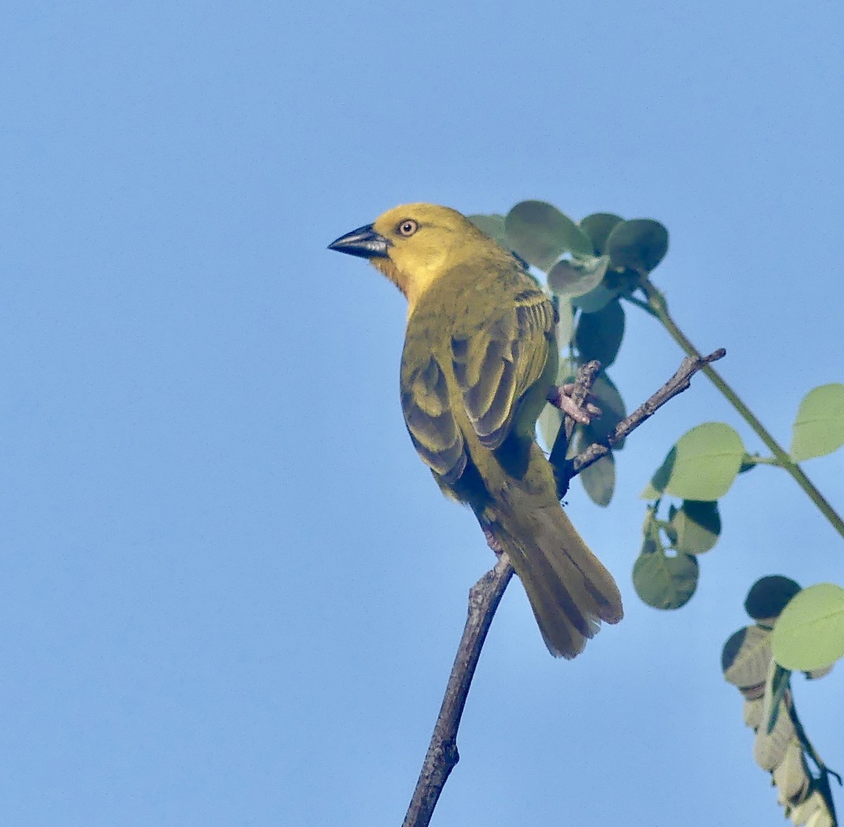 Holub's Golden-Weaver - ML646526839