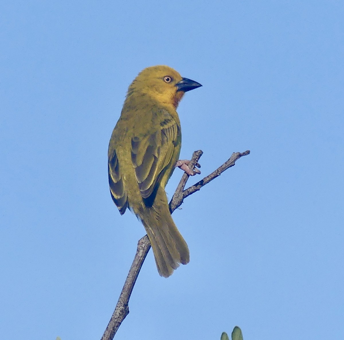 Holub's Golden-Weaver - ML646526840