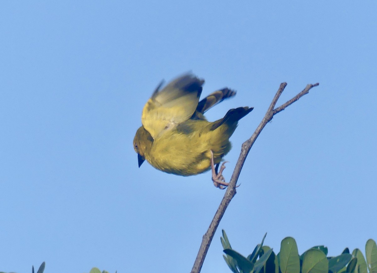 Holub's Golden-Weaver - ML646526841