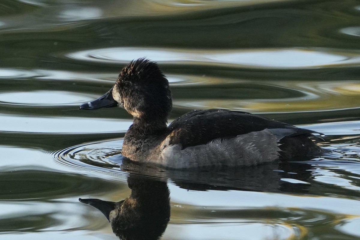 Ring-necked Duck - ML646526842
