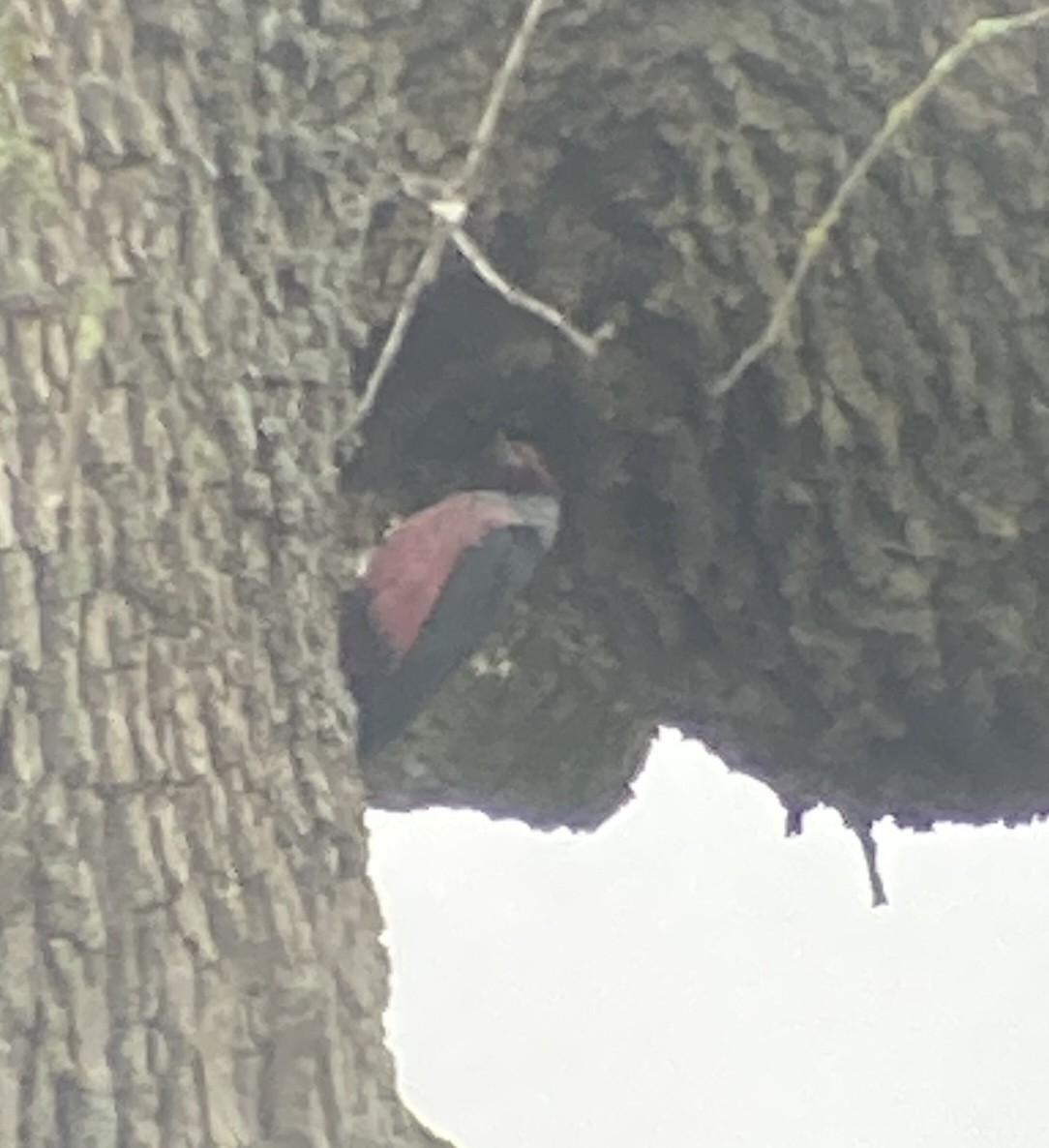 datel červenolící - ML646526843