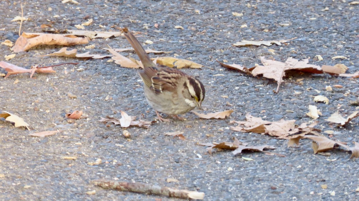 White-throated Sparrow - ML646526846