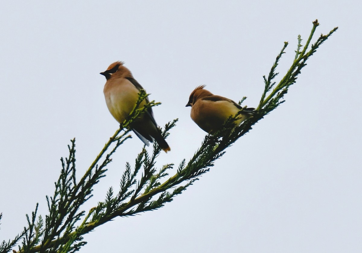 Cedar Waxwing - ML646526847