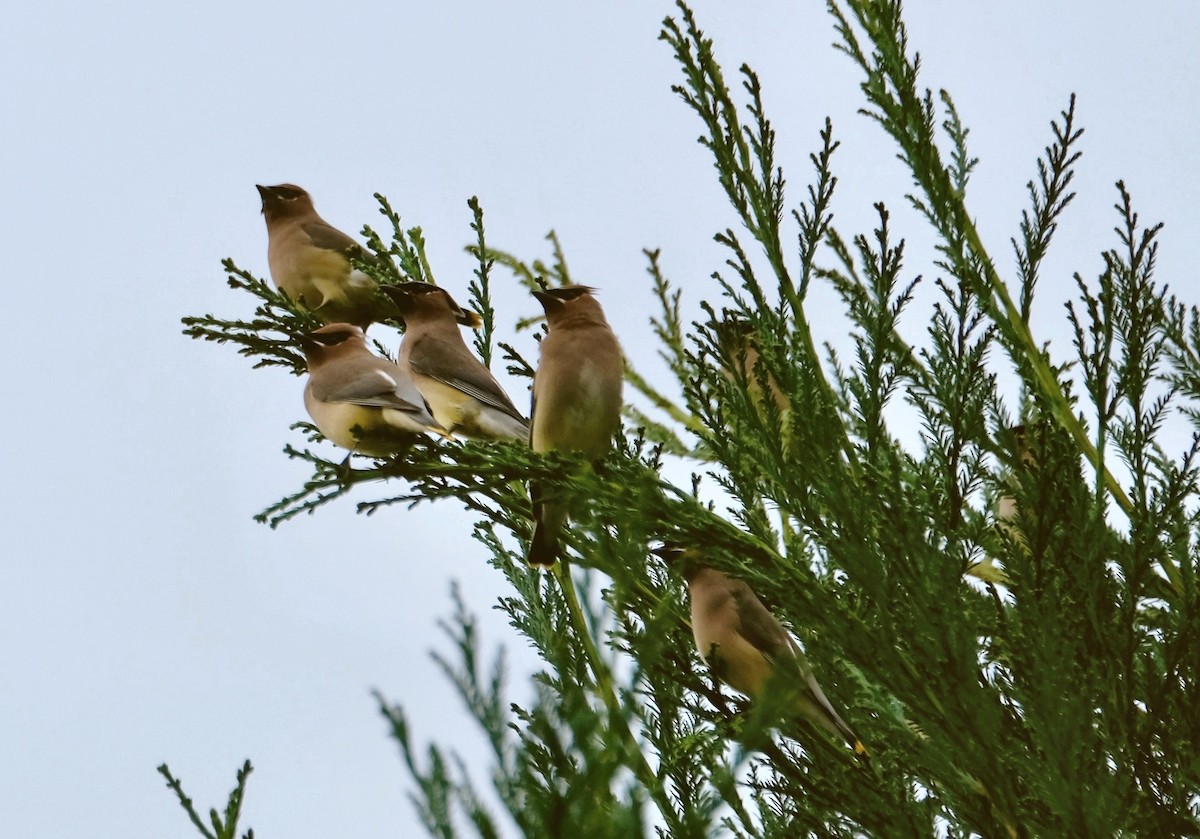 Cedar Waxwing - ML646526848