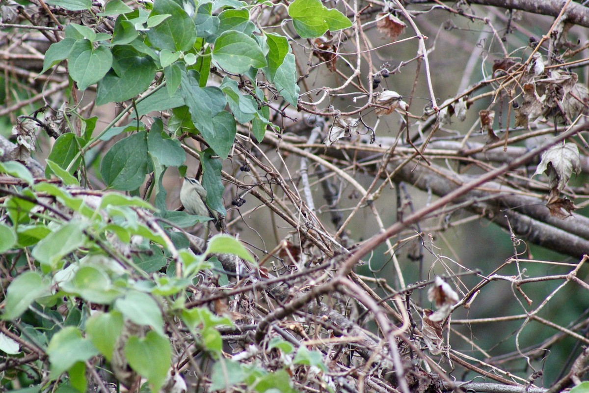 Golden-crowned Kinglet - ML646526850