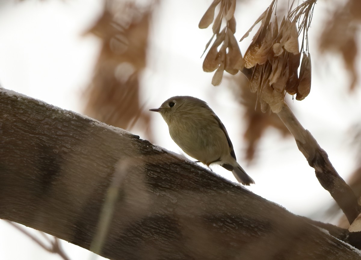 Ruby-crowned/Golden-crowned Kinglet - ML646526851