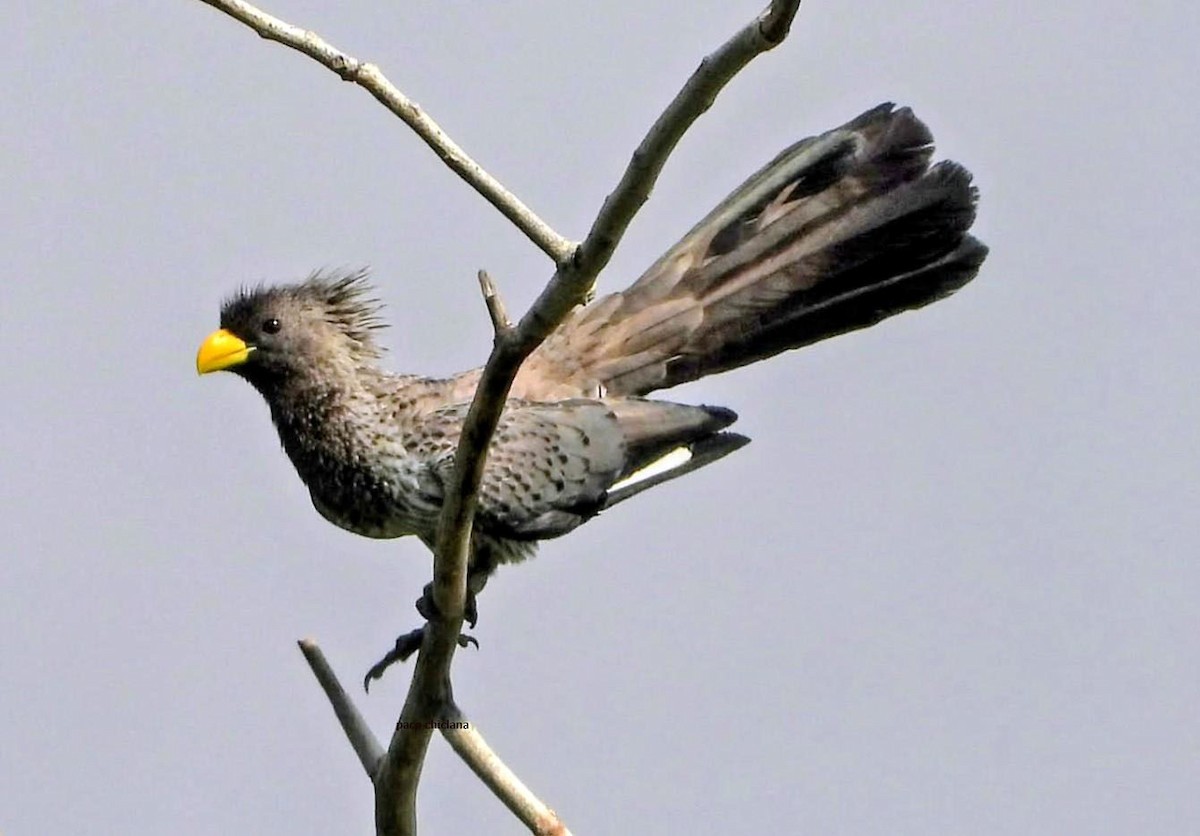 Western Plantain-eater - ML646526852