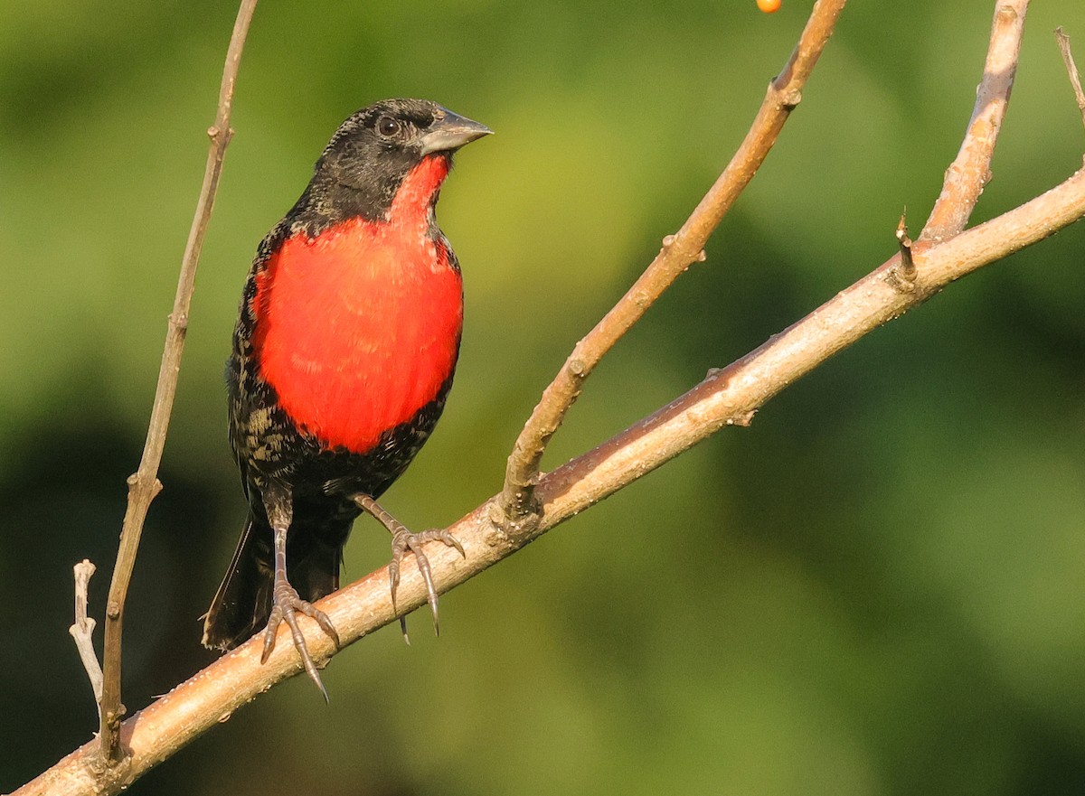 Red-breasted Meadowlark - ML646526853