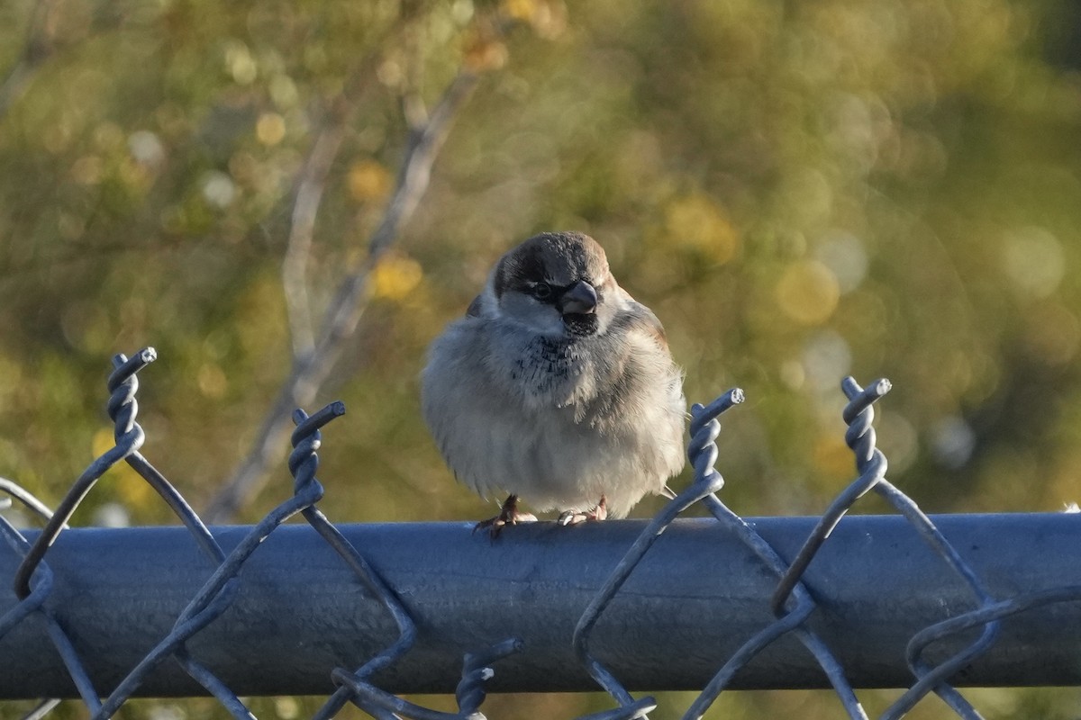 Оронгийн бор шувуу - ML646526856