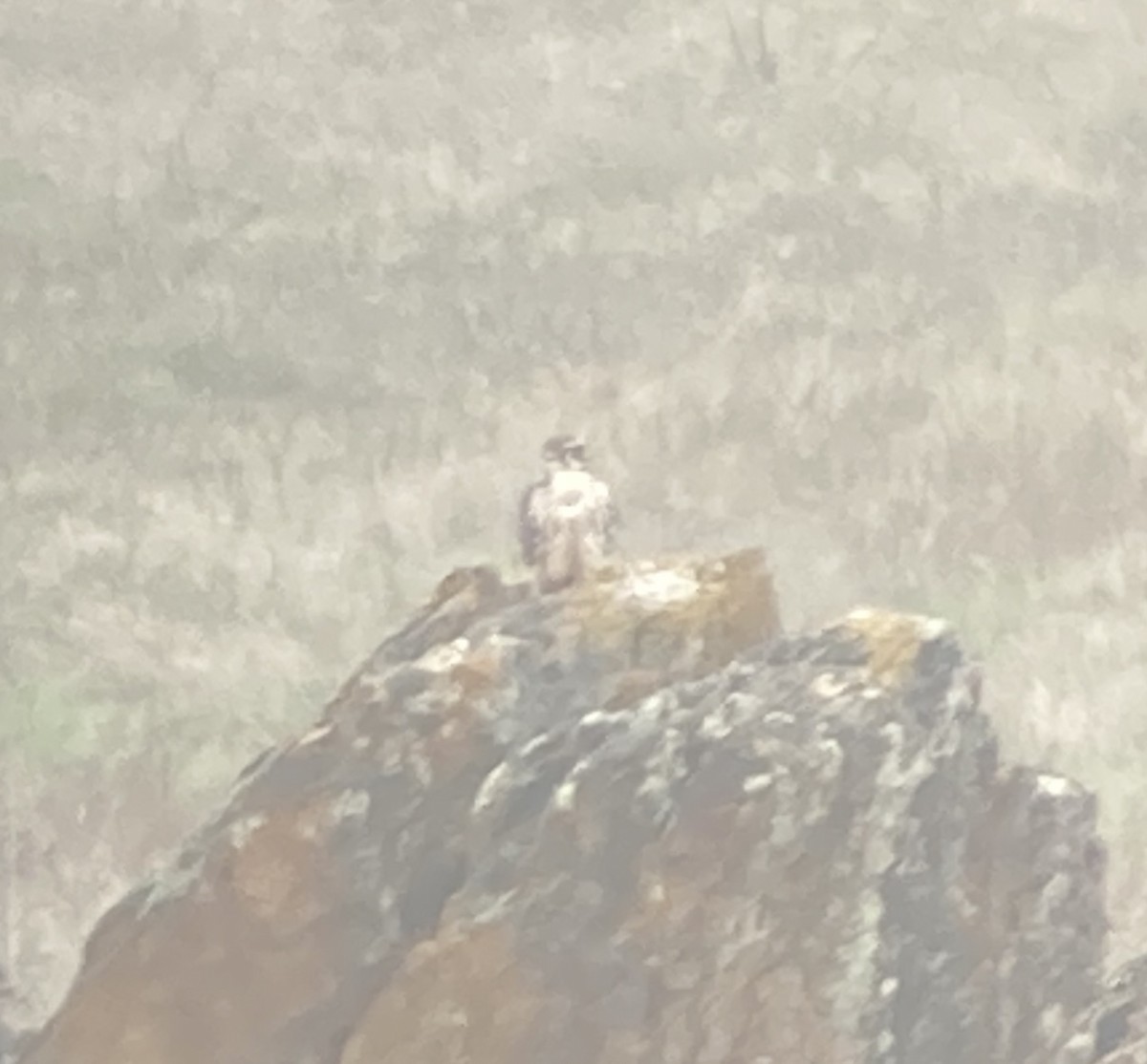 raroh prériový - ML646526857