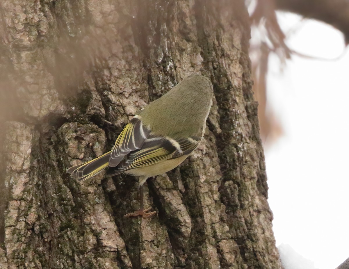 Ruby-crowned/Golden-crowned Kinglet - ML646526858