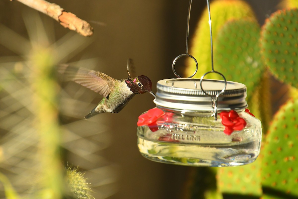 Colibri d'Anna - ML646526860