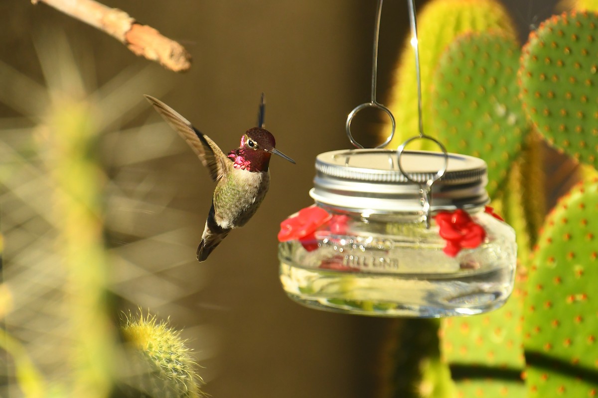 Colibri d'Anna - ML646526861