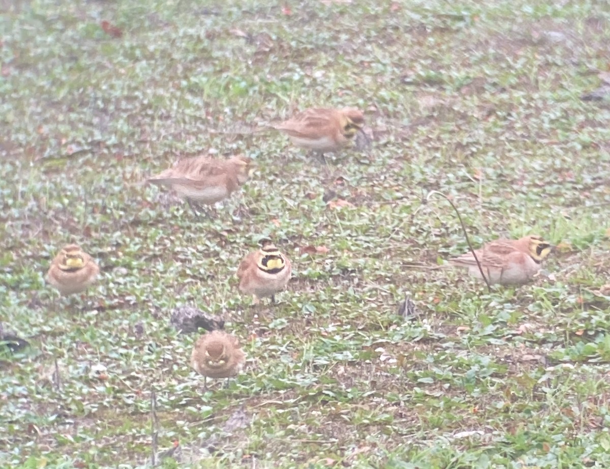 skřivan ouškatý - ML646526868