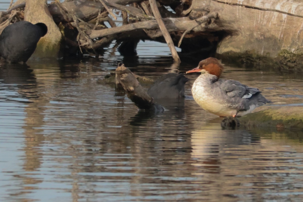 Smergo maggiore - ML646526869