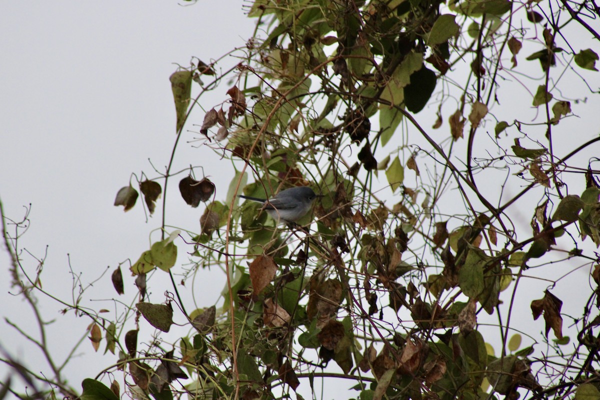 Blue-gray Gnatcatcher - ML646526870