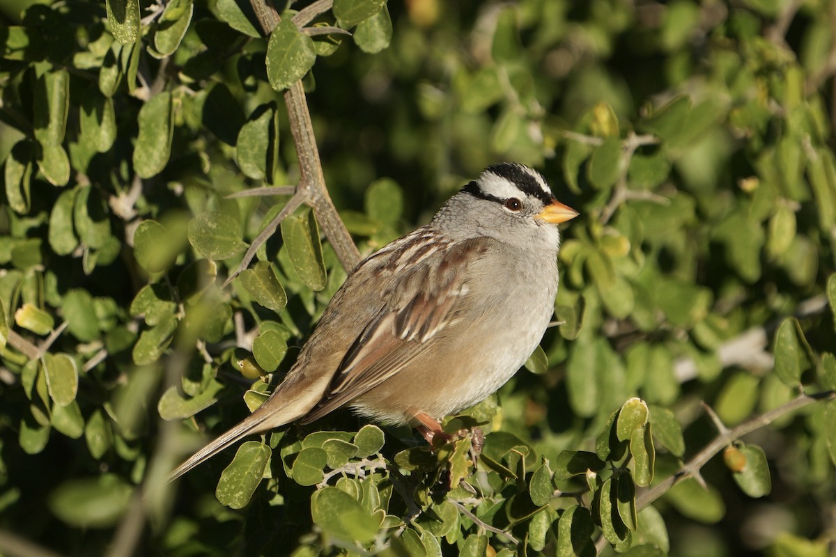 White-crowned Sparrow - ML646526871