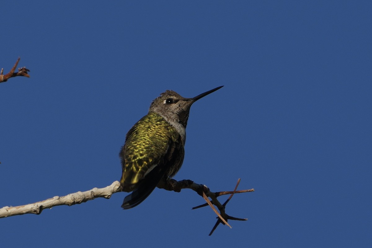 Anna's Hummingbird - ML646526878