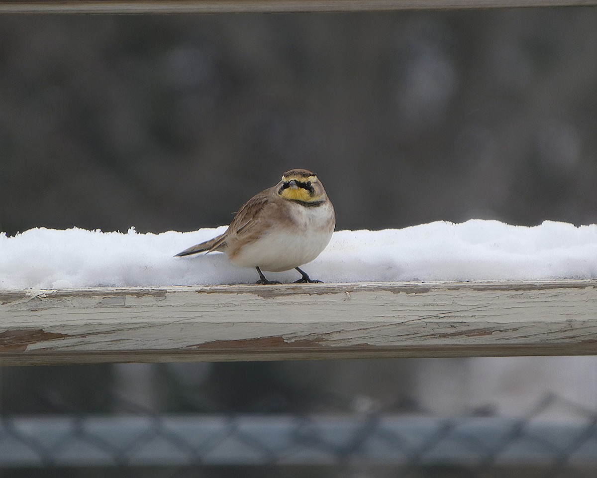 fjellerke - ML646526879