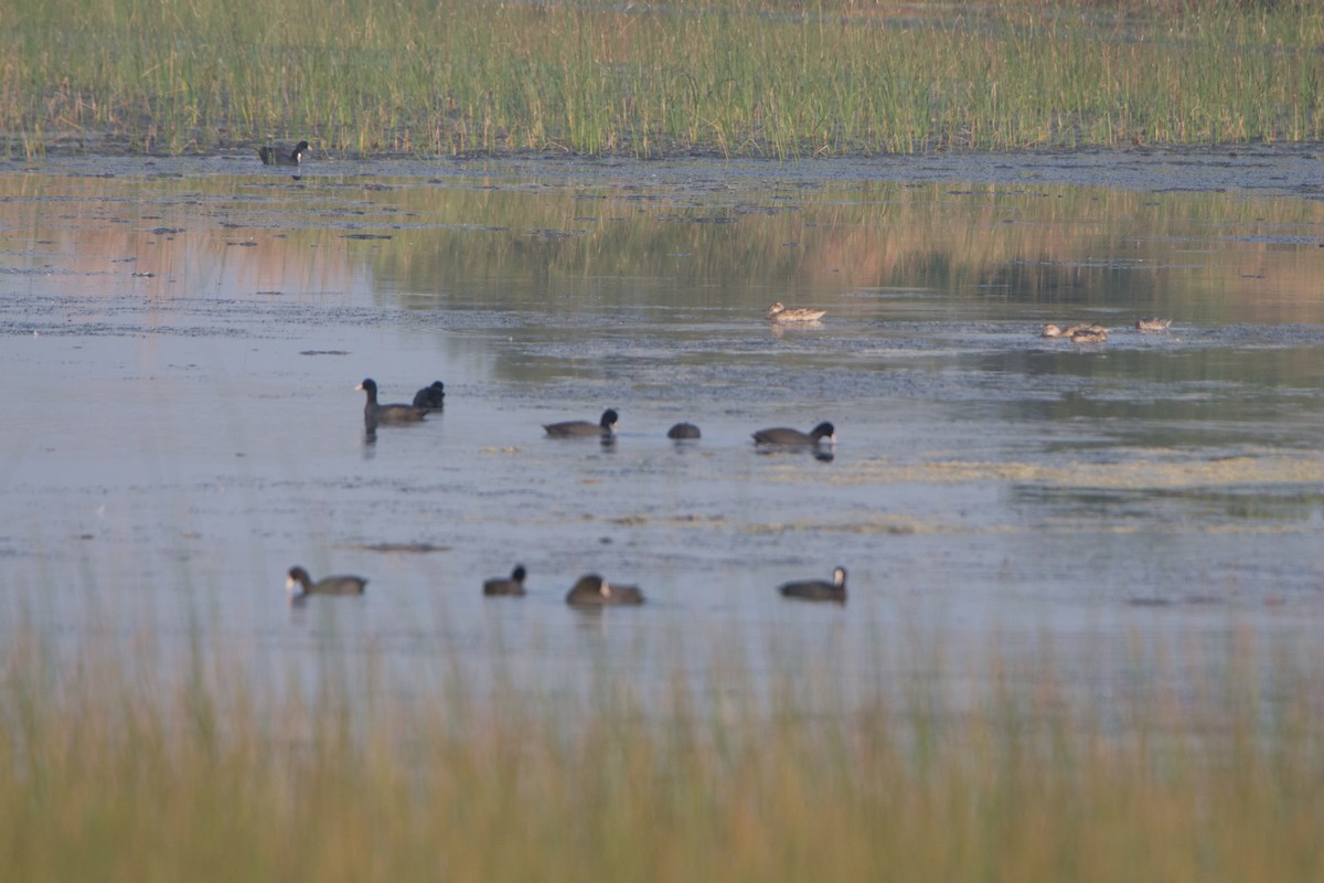 Kopetazuri arrunta - ML646526880