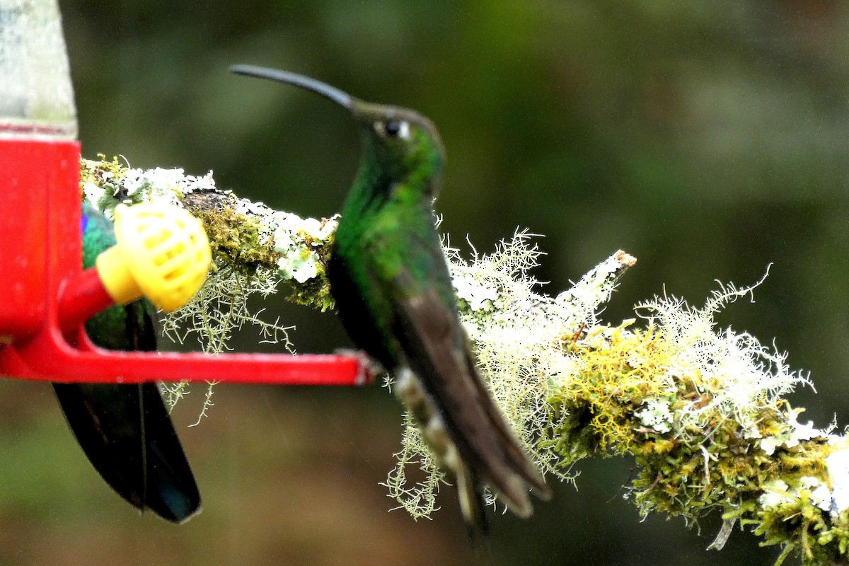 ビロードハチドリ - ML646526884