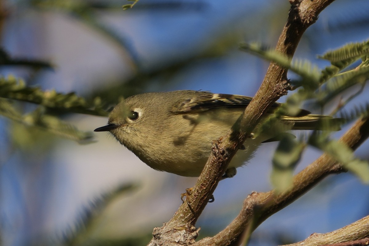 Ruby-crowned Kinglet - ML646526890