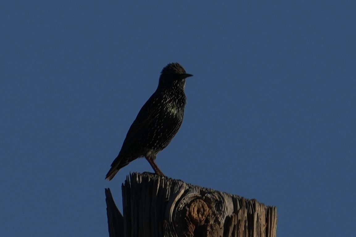 Хар тодол - ML646526893